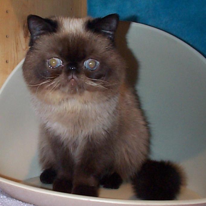Meet The Vision Cats